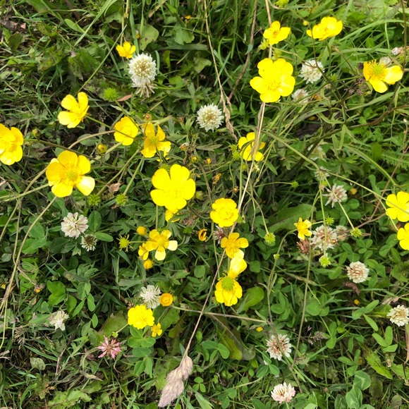 Meet your Posher, Jayka - Picture 1 of 1